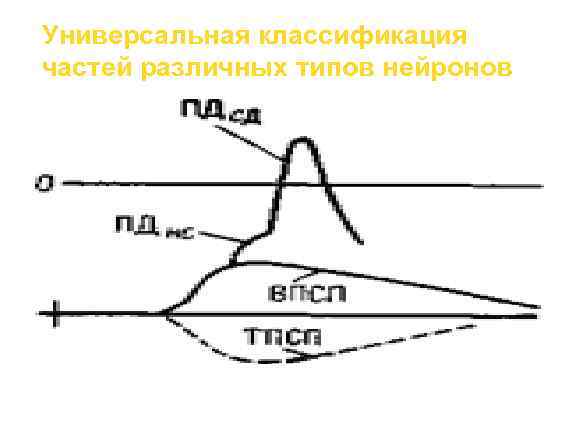  Универсальная классификация частей различных типов нейронов Дендриты — рецепторная зона — возбуждающий