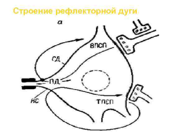 Строение рефлекторной дуги 