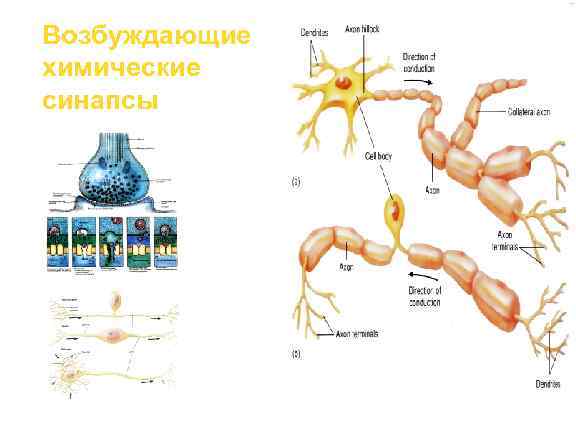 Рассмотрите рисунок холинергического синапса что обозначено цифрами