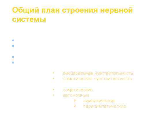 Общий план строения нервной системы Центральная нервная система (ЦНС): n  головной мозг; n