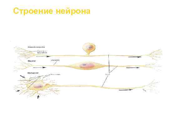 Строение нейрона 