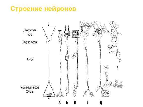 Строение нейронов 