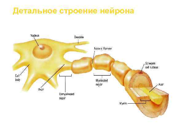 Детальное строение нейрона 