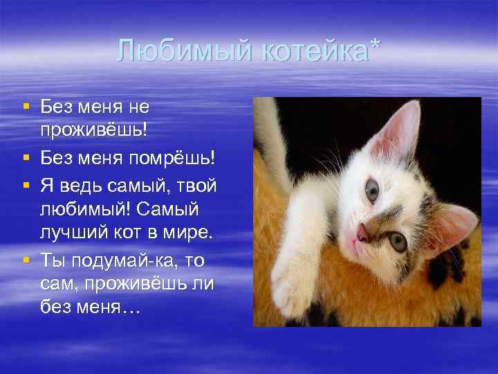    Любимый котейка* § Без меня не  проживёшь! § Без меня