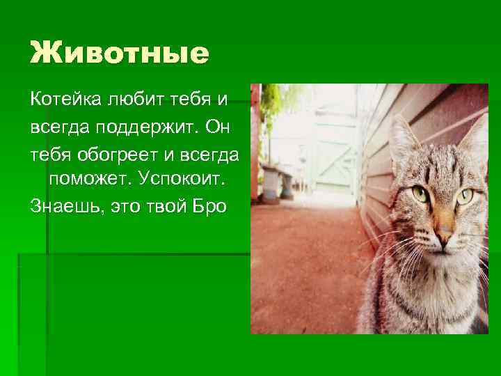 Животные Котейка любит тебя и всегда поддержит. Он тебя обогреет и всегда  поможет.