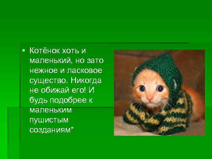 § Котёнок хоть и  маленький, но зато  нежное и ласковое  существо.