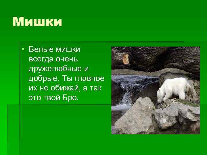Мишки § Белые мишки  всегда очень  дружелюбные и  добрые. Ты главное