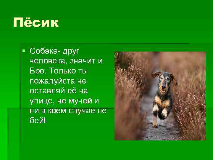 Пёсик § Собака- друг  человека, значит и  Бро. Только ты  пожалуйста