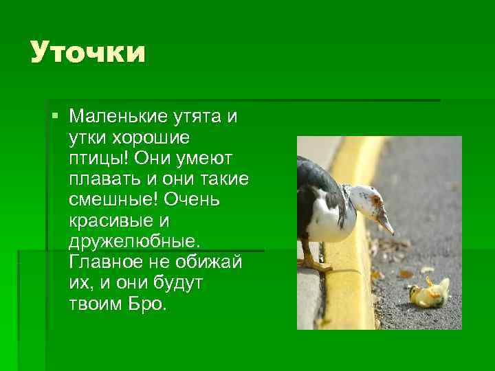 Уточки § Маленькие утята и  утки хорошие  птицы! Они умеют  плавать