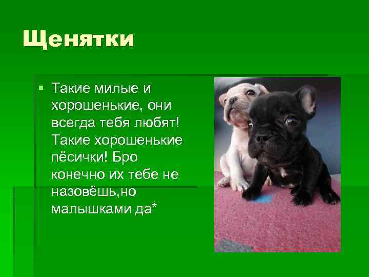 Щенятки § Такие милые и  хорошенькие, они  всегда тебя любят!  Такие