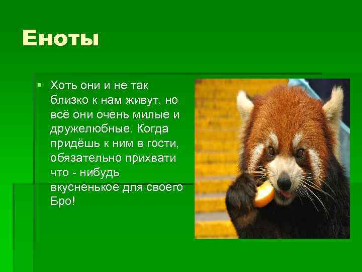 Еноты § Хоть они и не так  близко к нам живут, но 