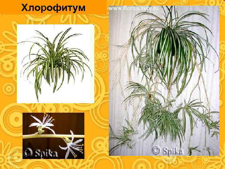 Хлорофитум 