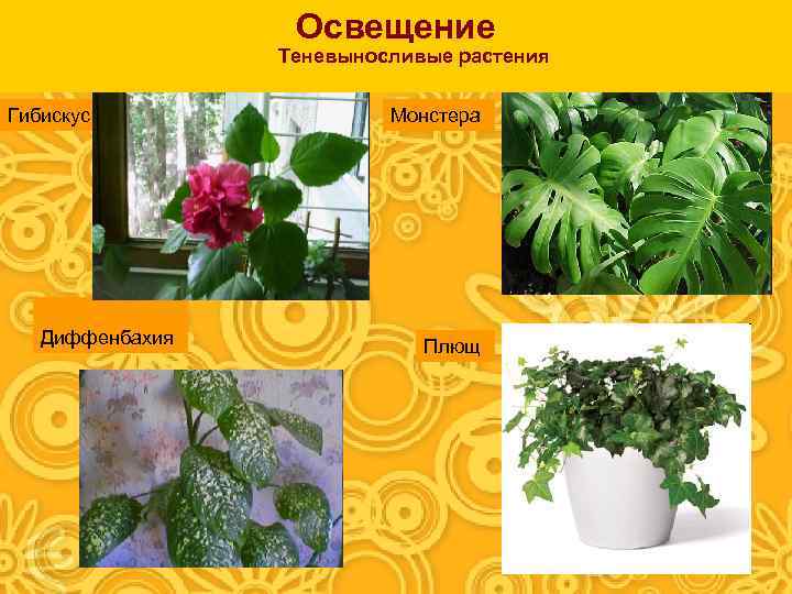 Освещение Теневыносливые растения Гибискус Диффенбахия Монстера Плющ 