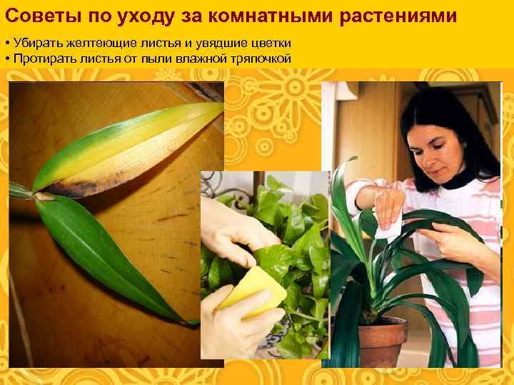 Советы по уходу за комнатными растениями • Убирать желтеющие листья и увядшие цветки •