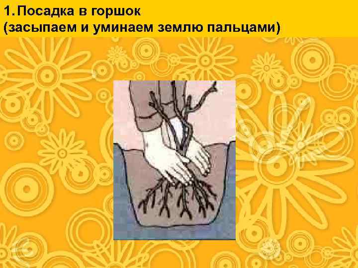 1. Посадка в горшок (засыпаем и уминаем землю пальцами) 