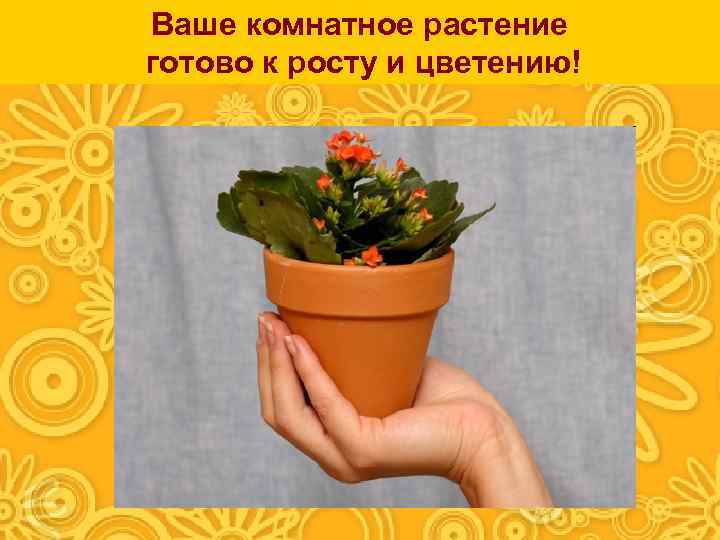 Ваше комнатное растение готово к росту и цветению! 