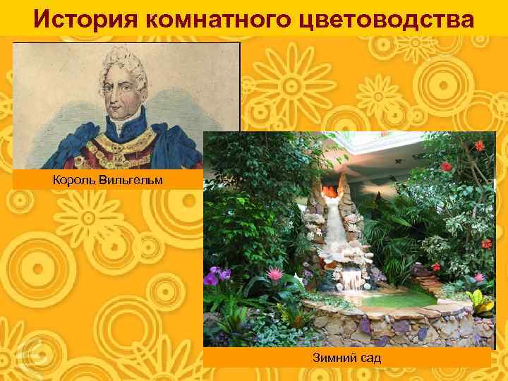История комнатного цветоводства Король Вильгельм Зимний сад 