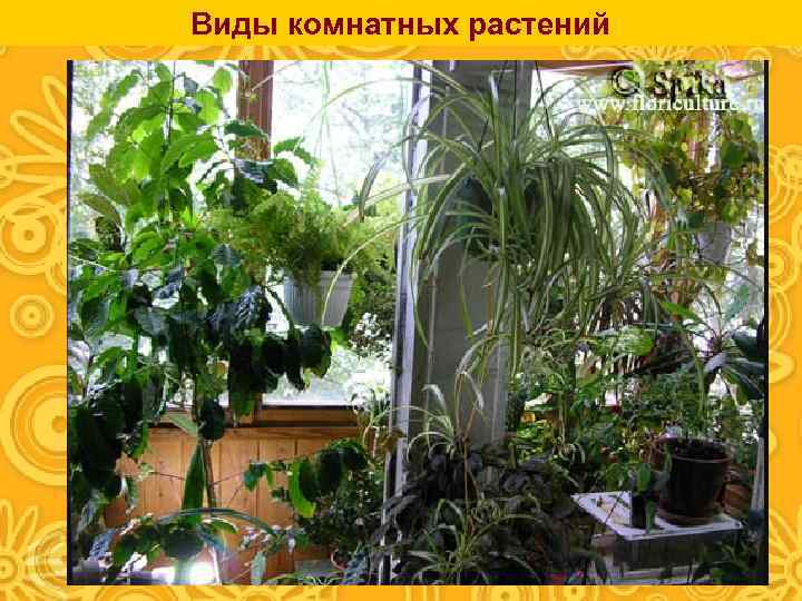 Виды комнатных растений 