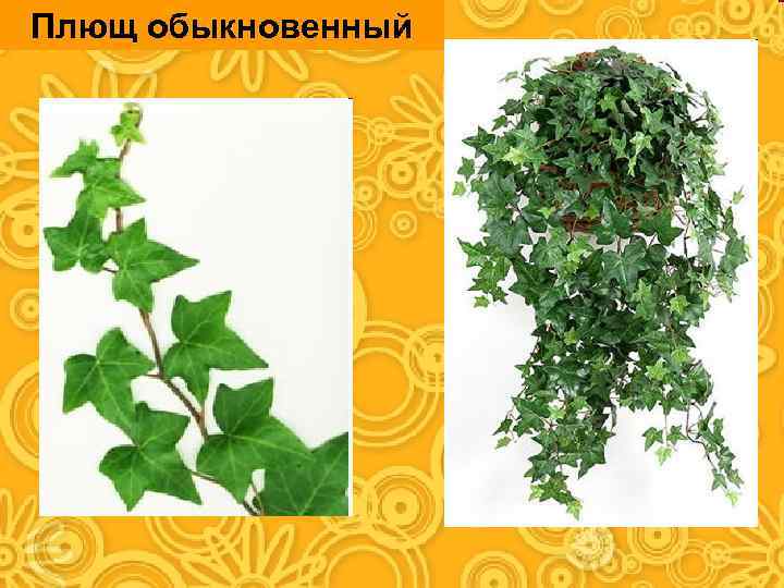 Плющ обыкновенный 