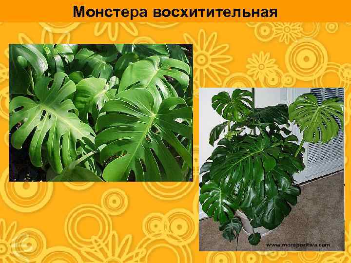 Монстера восхитительная 