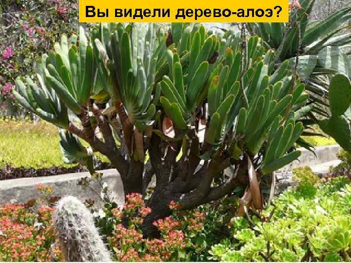 Алоэ древовидное Вы видели дерево-алоэ? Алоэ остистое 