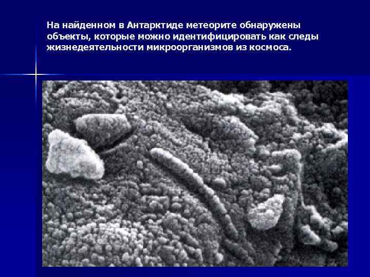 На найденном в Антарктиде метеорите обнаружены объекты, которые можно идентифицировать как следы жизнедеятельности микроорганизмов