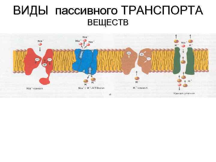  ВИДЫ пассивного ТРАНСПОРТА    ВЕЩЕСТВ    • Осмос 