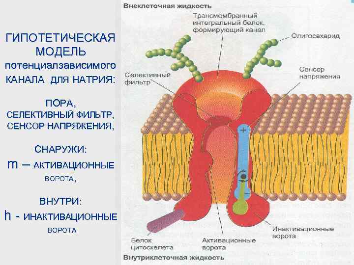 ГИПОТЕТИЧЕСКАЯ МОДЕЛЬ потенциалзависимого КАНАЛА ДЛЯ НАТРИЯ:   ПОРА, СЕЛЕКТИВНЫЙ ФИЛЬТР, СЕНСОР НАПРЯЖЕНИЯ, 