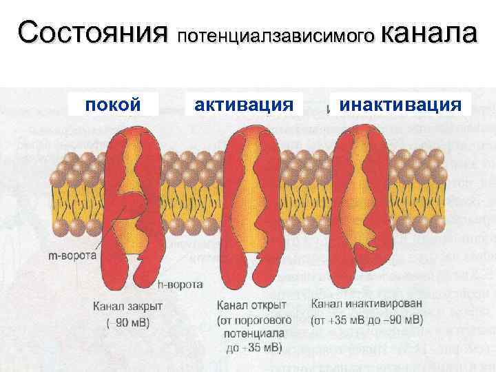 Состояния потенциалзависимого канала  покой  активация  инактивация 