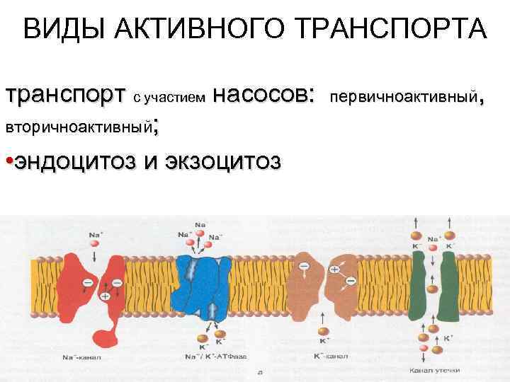  ВИДЫ АКТИВНОГО ТРАНСПОРТА транспорт с участием насосов:  первичноактивный, вторичноактивный;  • эндоцитоз