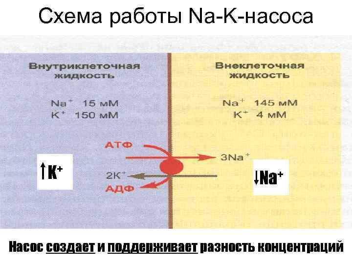   Схема работы Na-K-насоса   K+     Na+ 