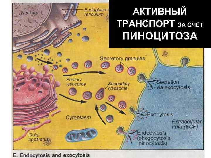   АКТИВНЫЙ ТРАНСПОРТ ЗА СЧЁТ ПИНОЦИТОЗА 