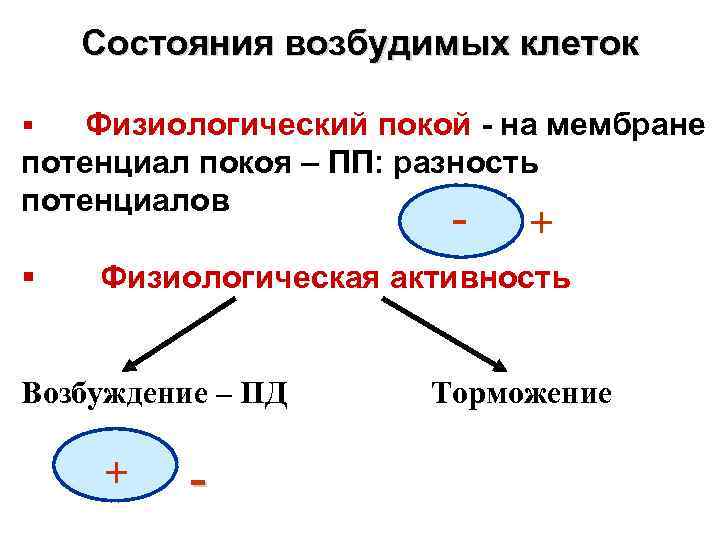   Состояния возбудимых клеток § Физиологический покой - на мембране потенциал покоя –