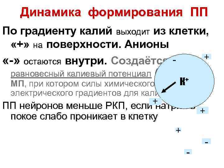   Динамика формирования ПП По градиенту калий выходит из клетки,  «+» на