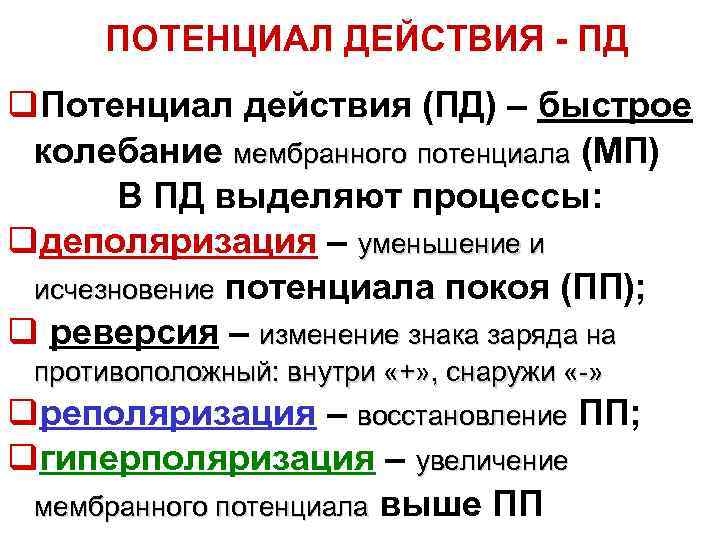  ПОТЕНЦИАЛ ДЕЙСТВИЯ - ПД q. Потенциал действия (ПД) – быстрое колебание мембранного потенциала