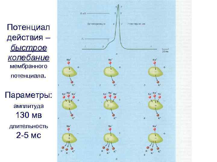 Потенциал действия – быстрое колебание мембранного потенциала.  Параметры:  амплитуда  130 мв