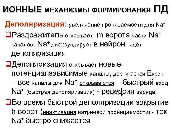ИОННЫЕ МЕХАНИЗМЫ ФОРМИРОВАНИЯ ПД Деполяризация: увеличение проницаемости для Na+ q. Раздражитель открывает m ворота