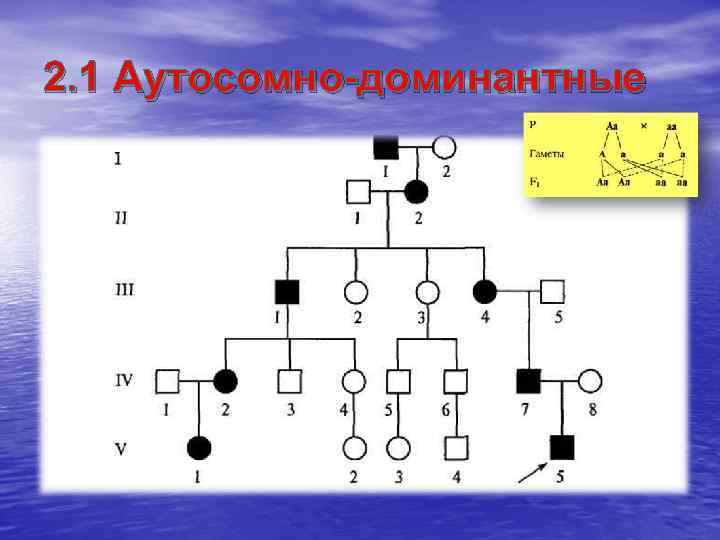 2. 1 Аутосомно-доминантные 