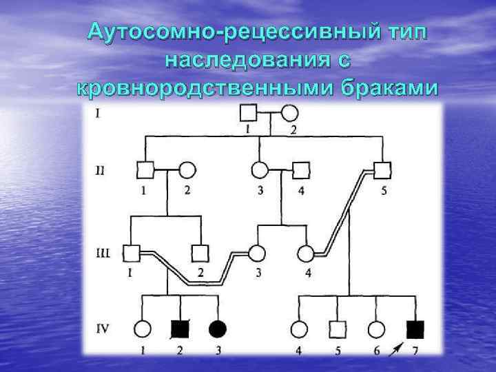 Аутосомно-рецессивный тип  наследования с кровнородственными браками 