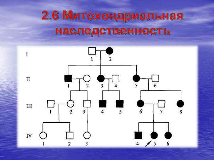 2. 6 Митохондриальная  наследственность 
