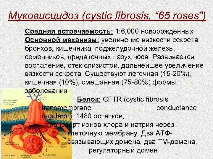 Муковисцидоз (cystic fibrosis, “ 65 roses”)  Средняя встречаемость: 1: 6, 000 новорожденных 