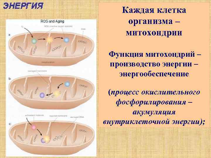   Каждая клетка организма – митохондрии  Функция митохондрий – производство энергии –