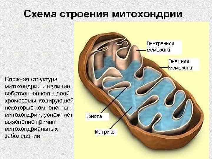  Схема строения митохондрии  Сложная структура митохондрии и наличие собственной кольцевой хромосомы, кодирующей