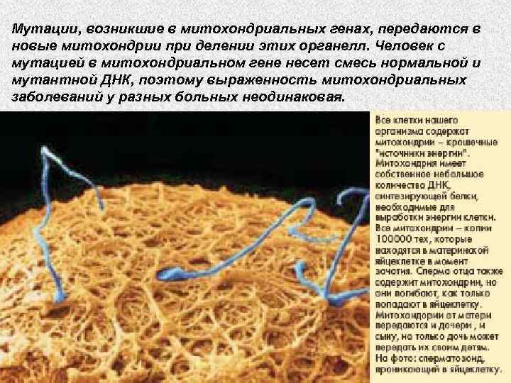 Мутации, возникшие в митохондриальных генах, передаются в новые митохондрии при делении этих органелл. Человек