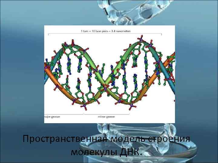       Пространственная модель строения  молекулы ДНК.  