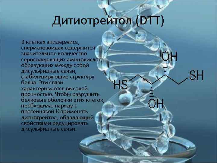     Дитиотрейтол (DTT)  В клетках эпидермиса,   сперматозоидах содержится