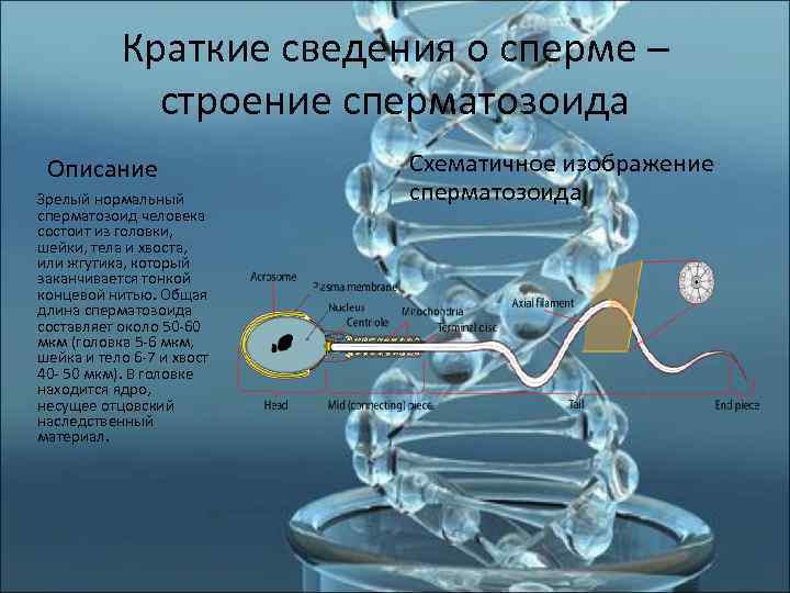    Краткие сведения о сперме –     строение сперматозоида