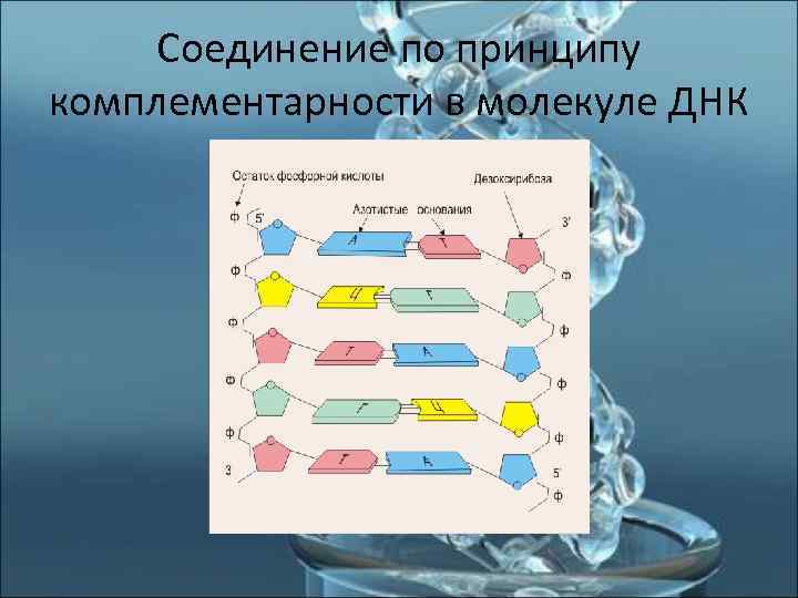 Днк компьютер принцип работы