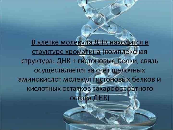  В клетке молекула ДНК находится в  структуре хроматина (комплексная  структура: ДНК