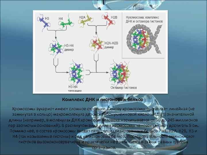      Комплекс ДНК и гистоновых белков  Хромосомы эукариот имеют